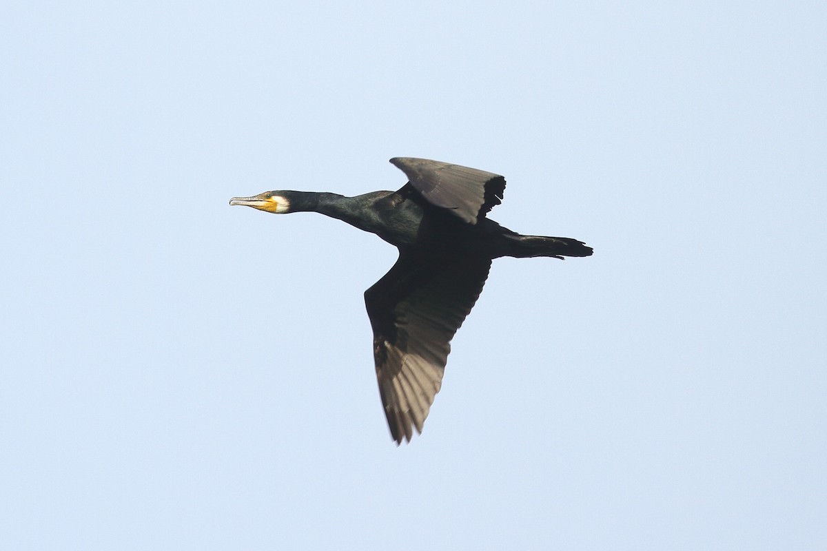 Great Cormorant (Eurasian) - ML619733851