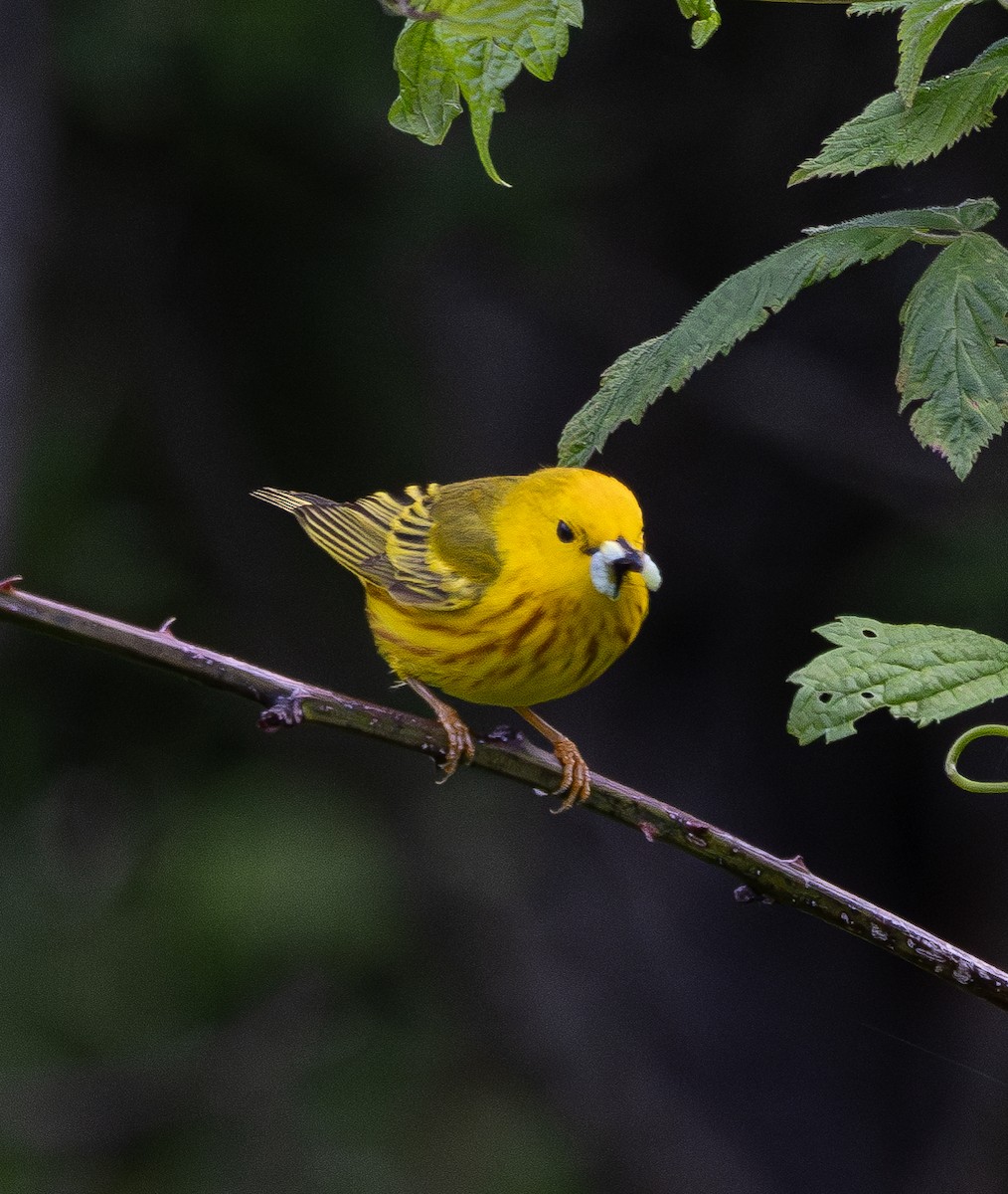 Yellow Warbler - ML619733852