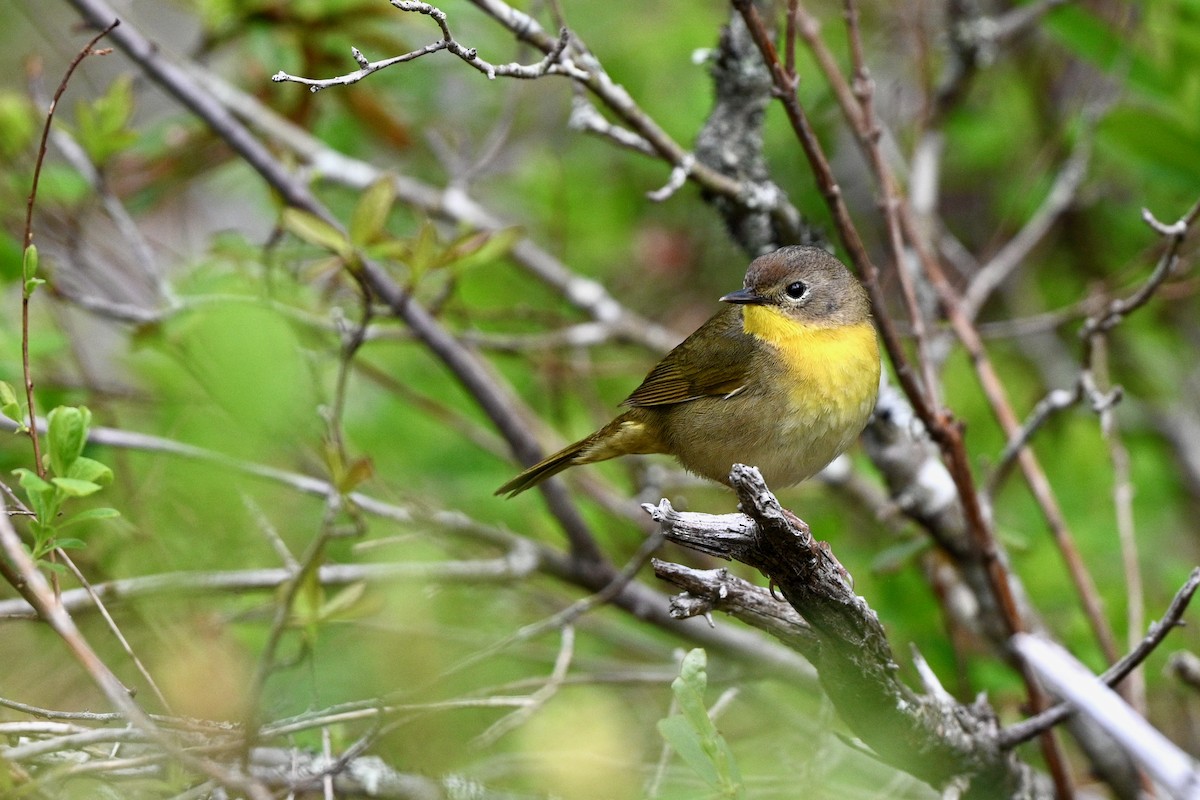 Common Yellowthroat - ML619733868