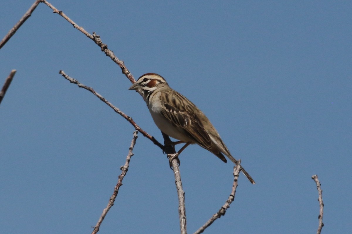 Chingolo Arlequín - ML619733890