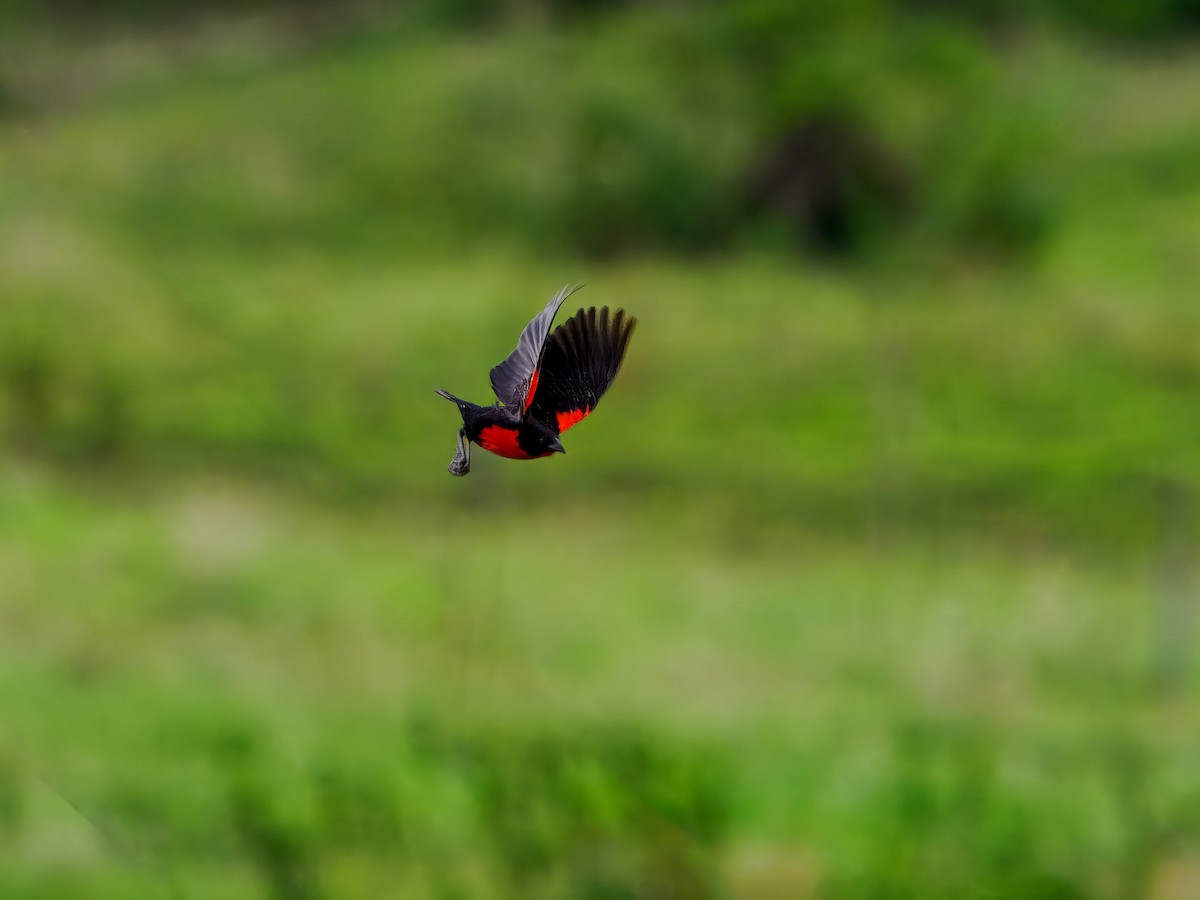 Red-breasted Meadowlark - ML619733891