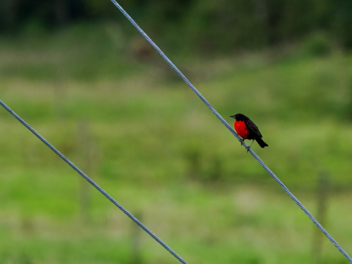 Red-breasted Meadowlark - ML619733892