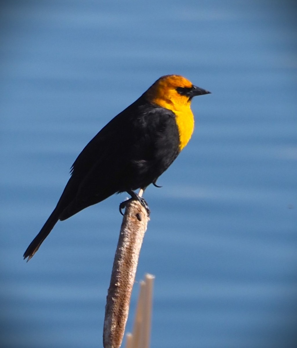 Yellow-headed Blackbird - ML619733989