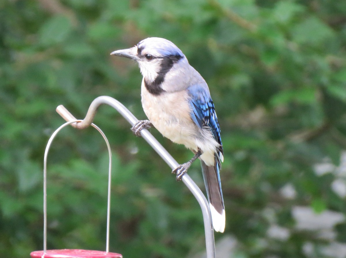 Blue Jay - ML619734030