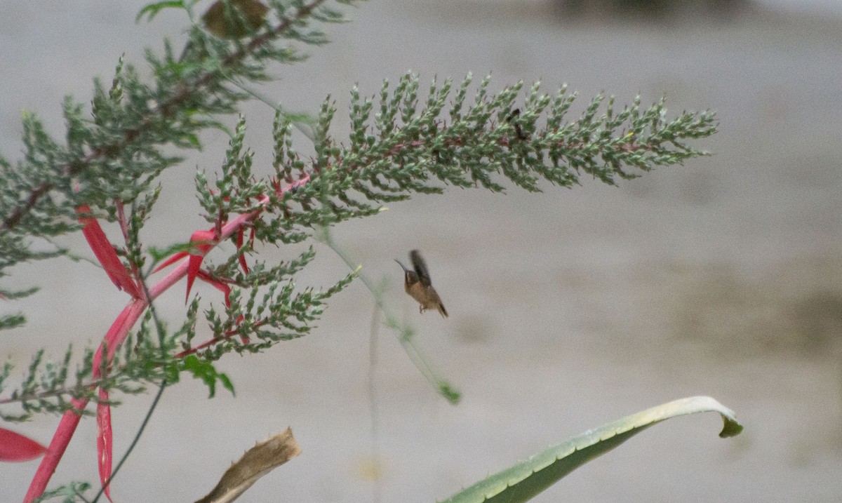 Rufous-tailed Hummingbird - ML619734080