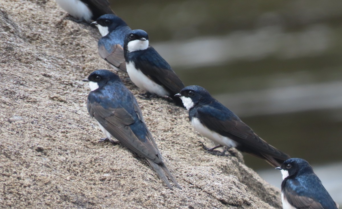 Black-collared Swallow - ML619734083