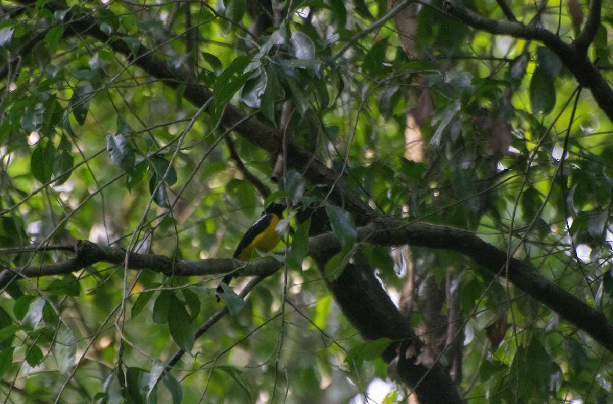 Black-throated Shrike-Tanager - ML619734172