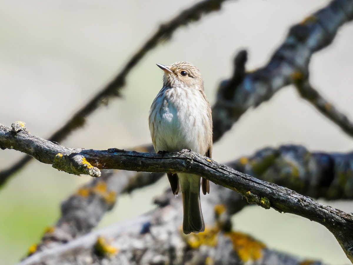 Spotted Flycatcher - ML619734175