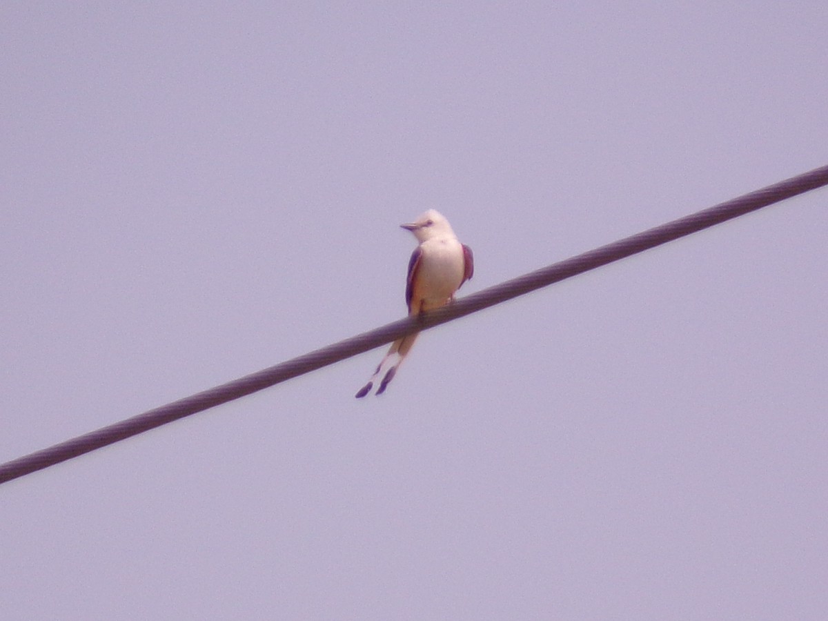 Scissor-tailed Flycatcher - ML619734195