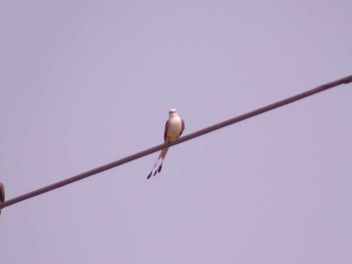 Scissor-tailed Flycatcher - ML619734197