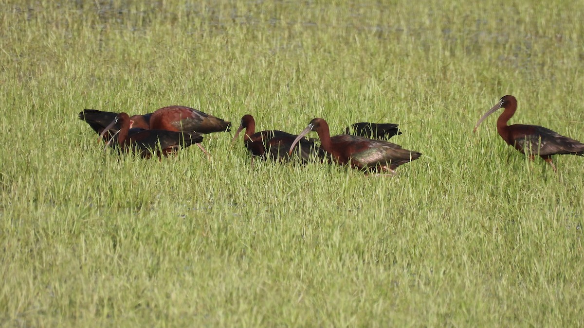 Glossy Ibis - ML619734200