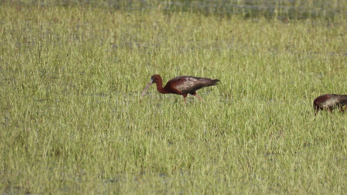 Glossy Ibis - ML619734201