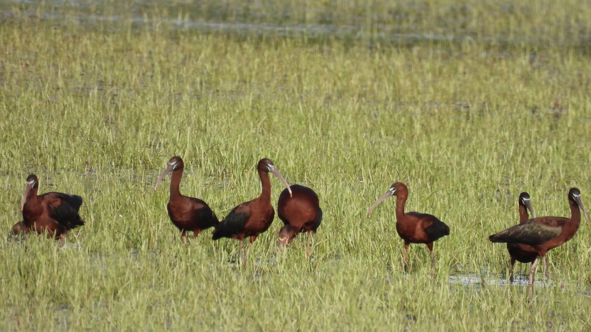 Glossy Ibis - ML619734202