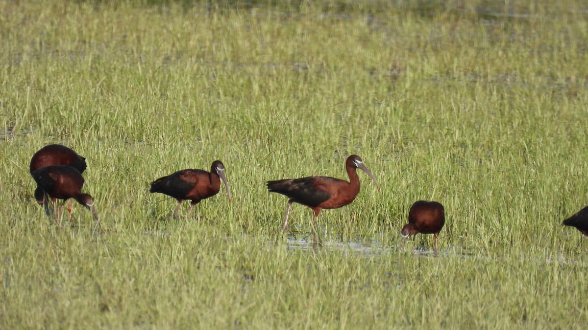 Glossy Ibis - ML619734203