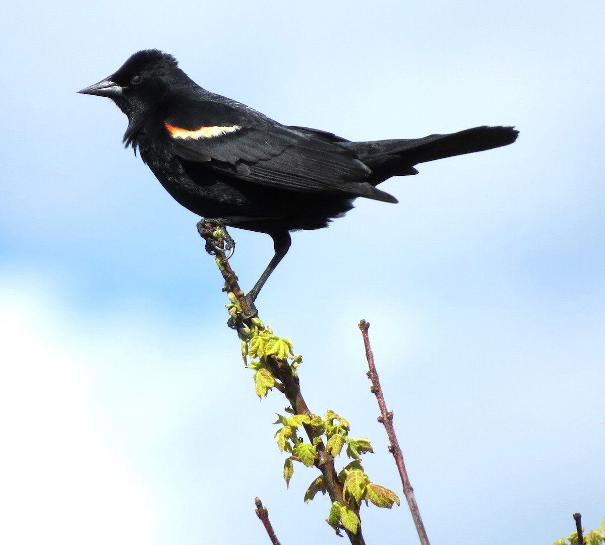 Red-winged Blackbird - ML619734321