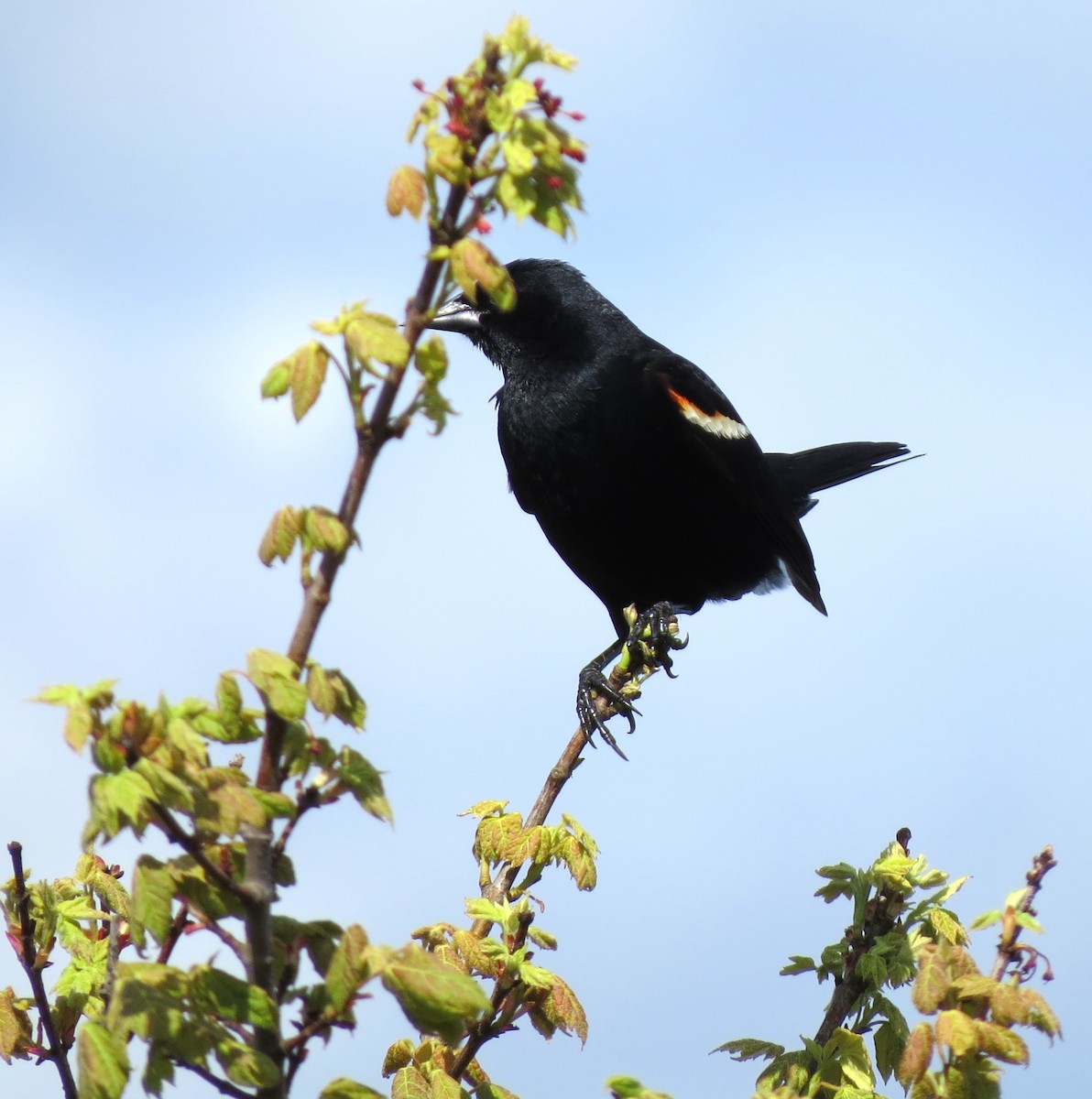 Red-winged Blackbird - ML619734325