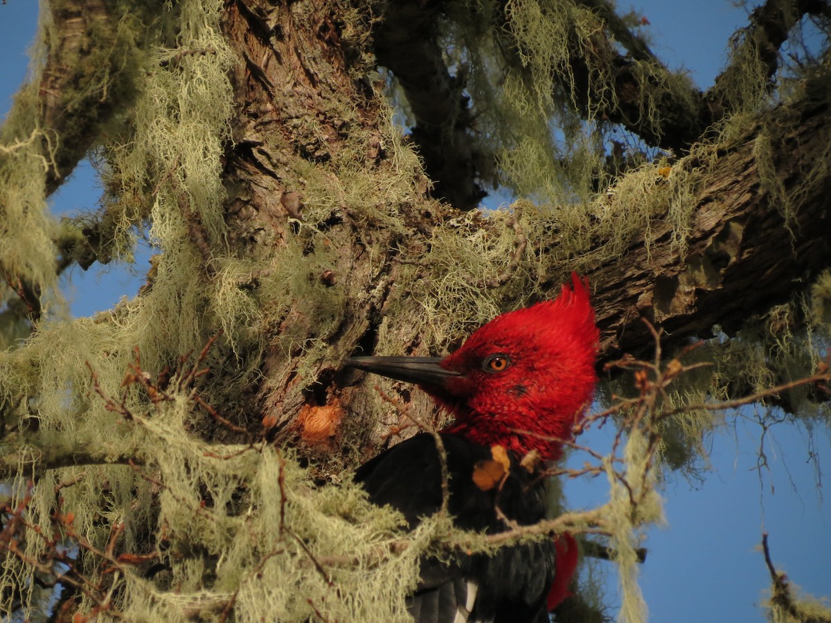 Magellanic Woodpecker - ML619734329