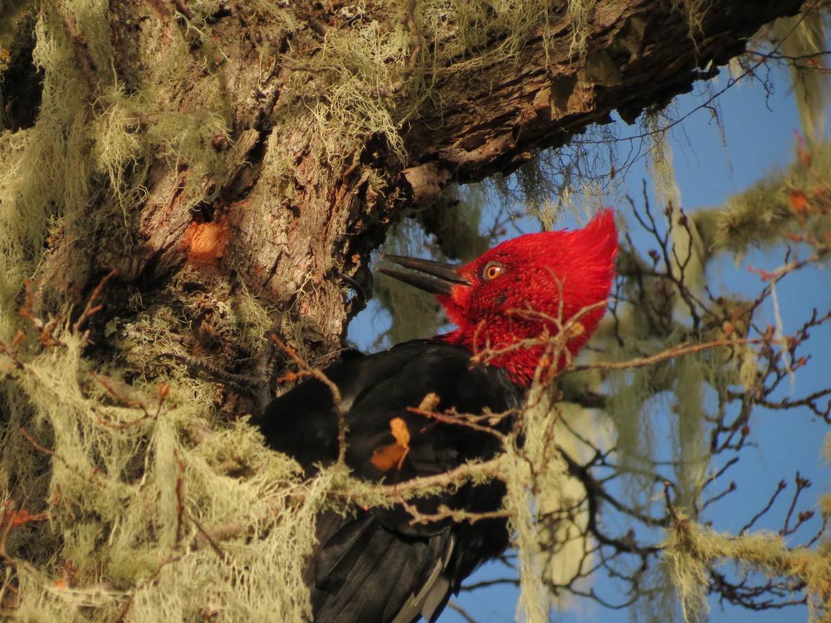 Magellanic Woodpecker - ML619734334