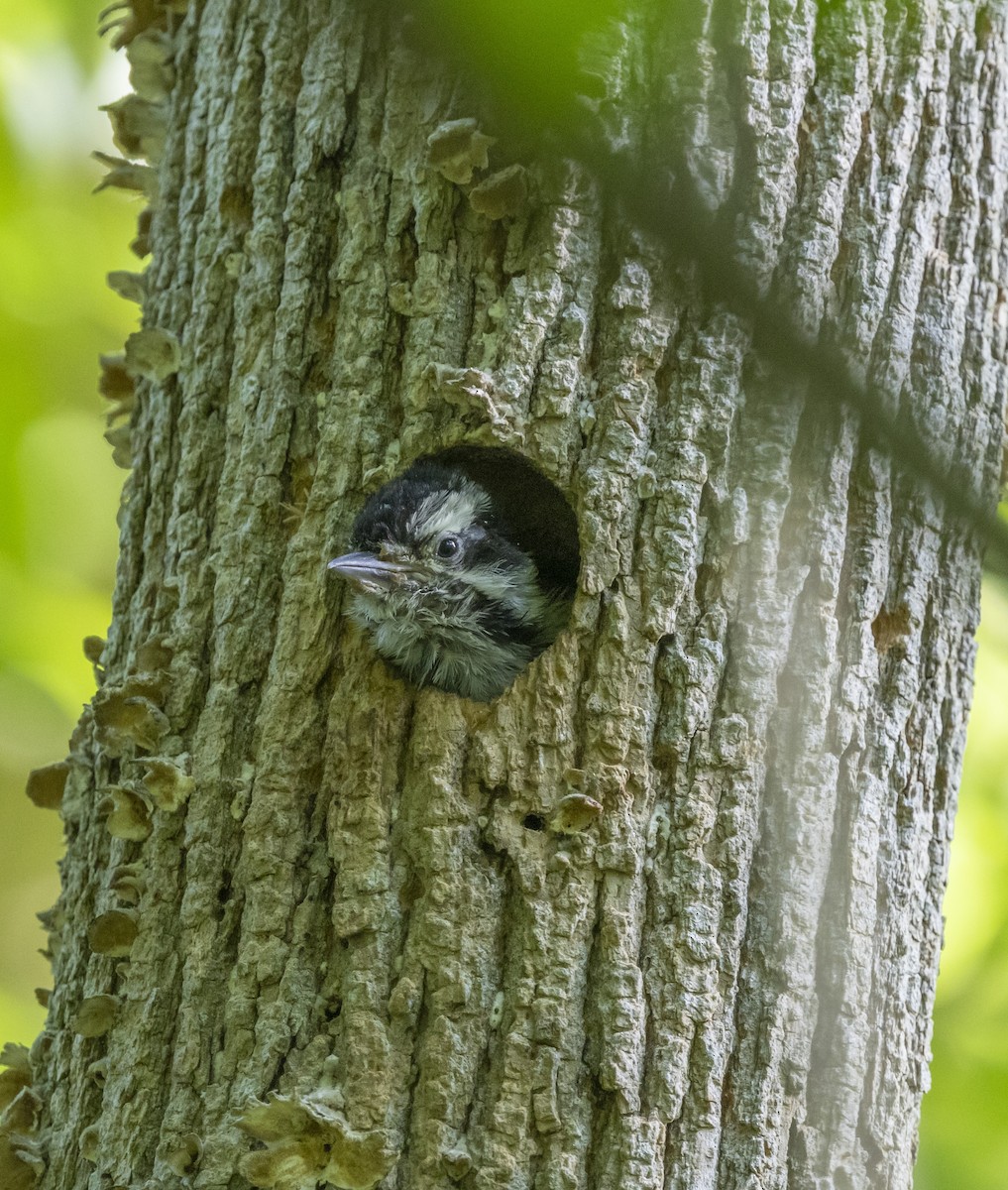 Downy Woodpecker - ML619734343