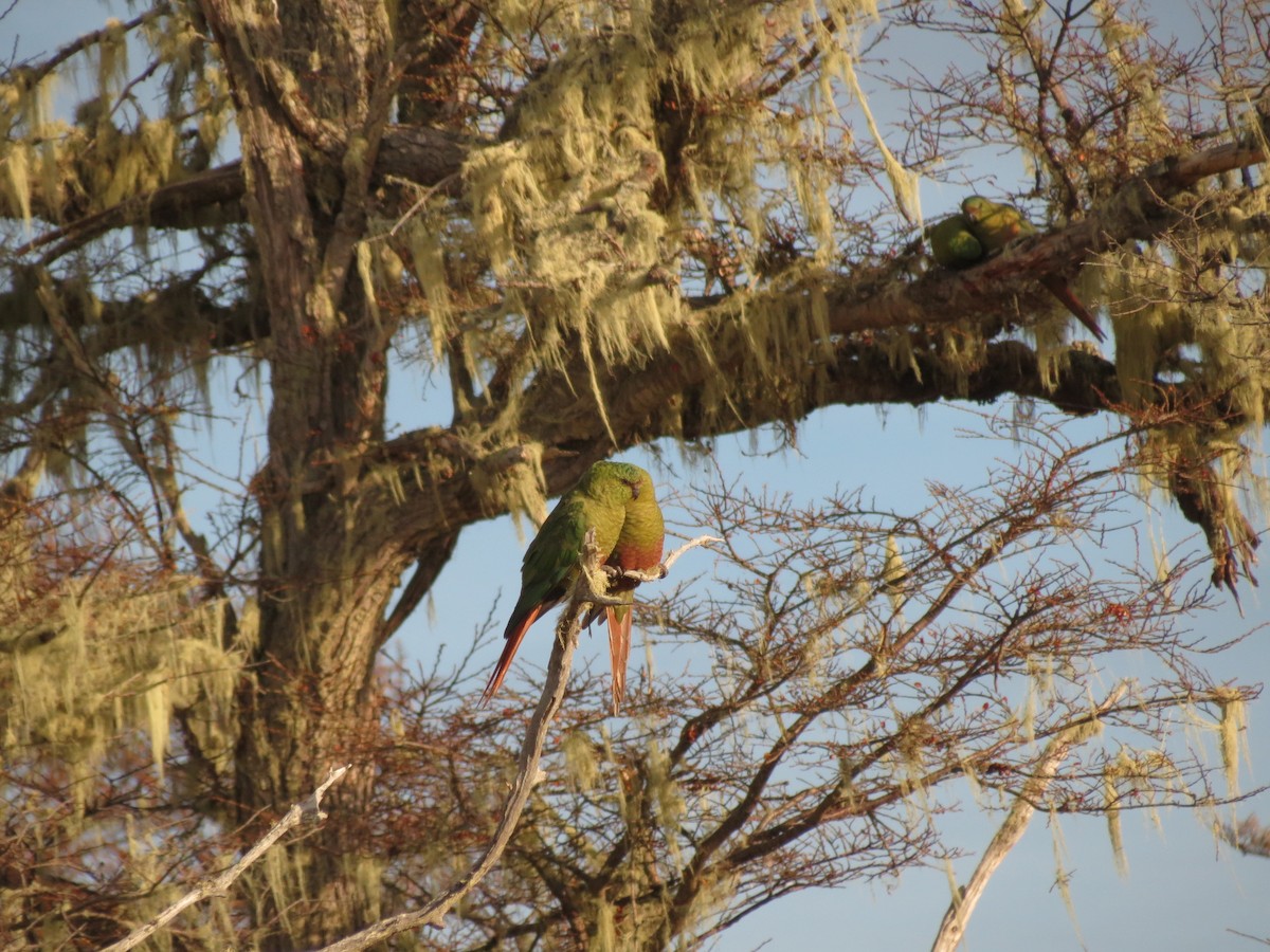 Conure magellanique - ML619734346