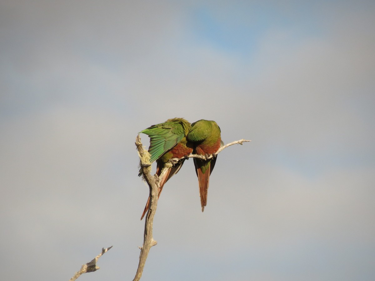 Austral Parakeet - ML619734355