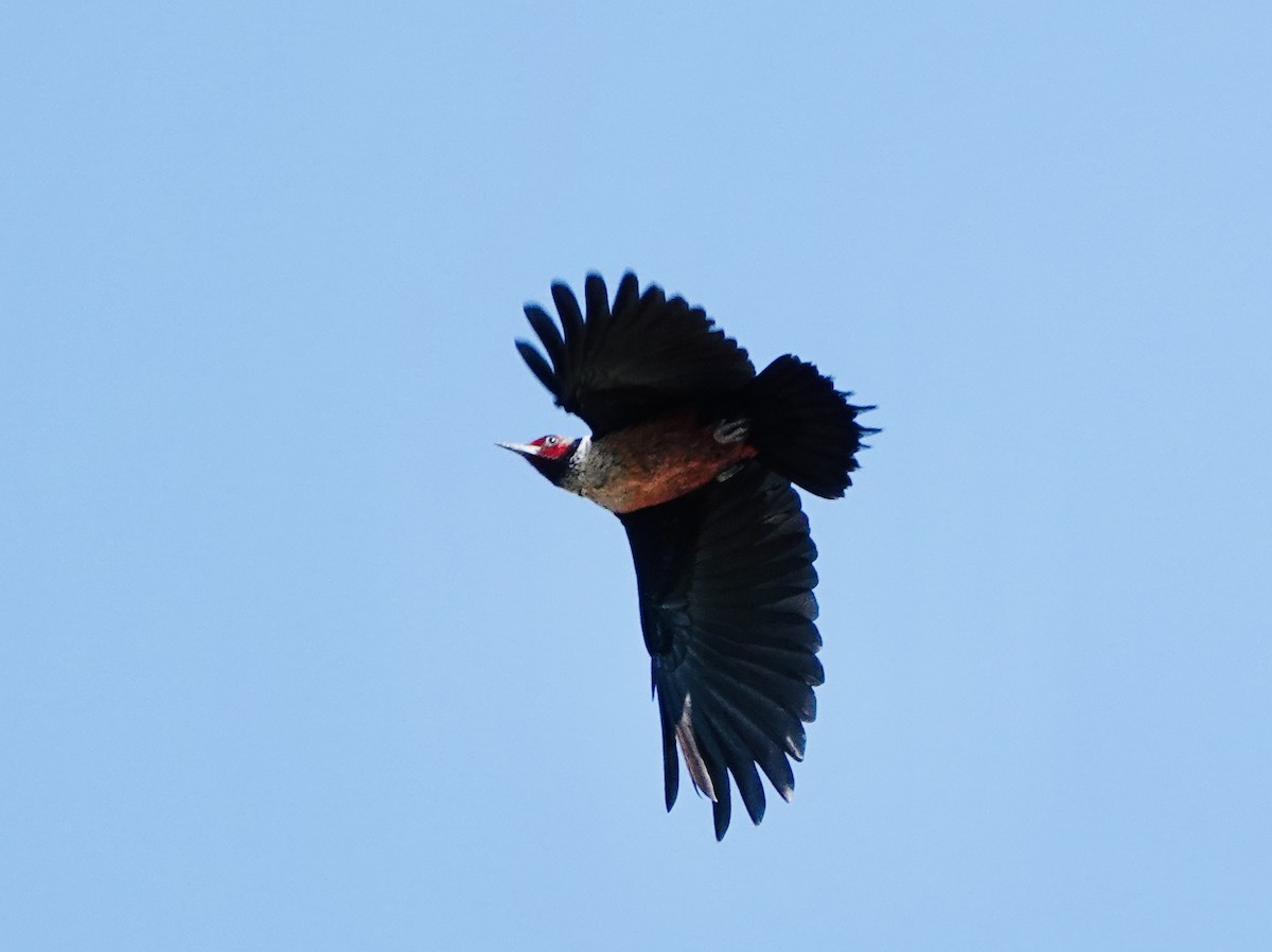 Lewis's Woodpecker - ML619734356