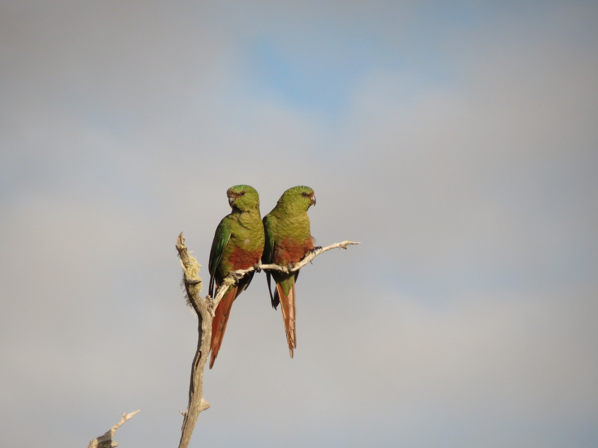 Austral Parakeet - ML619734357