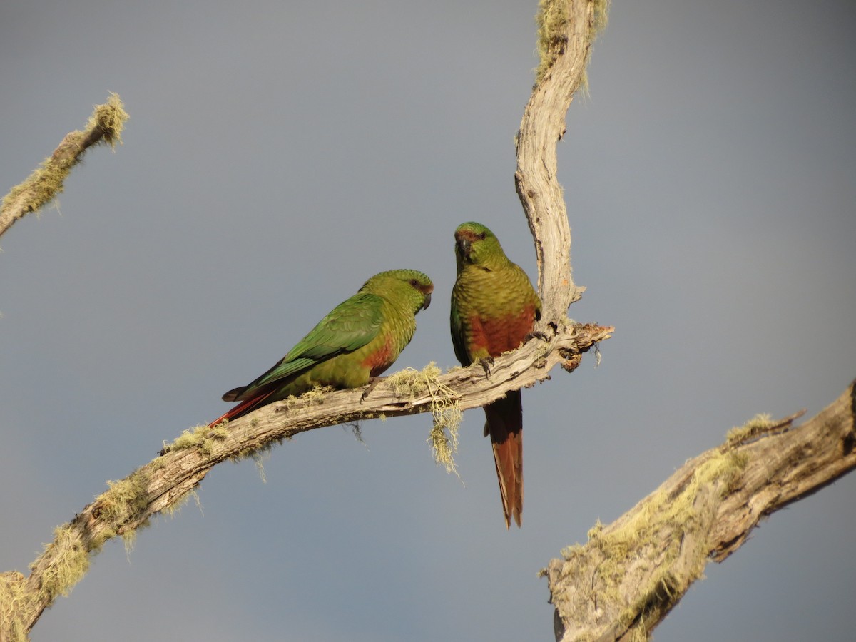 Conure magellanique - ML619734362