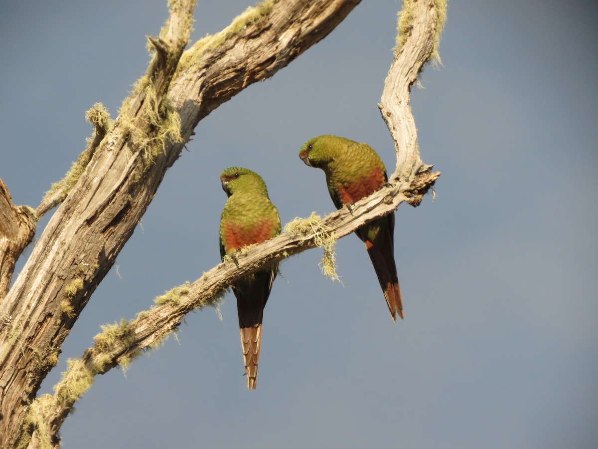 Austral Parakeet - ML619734371