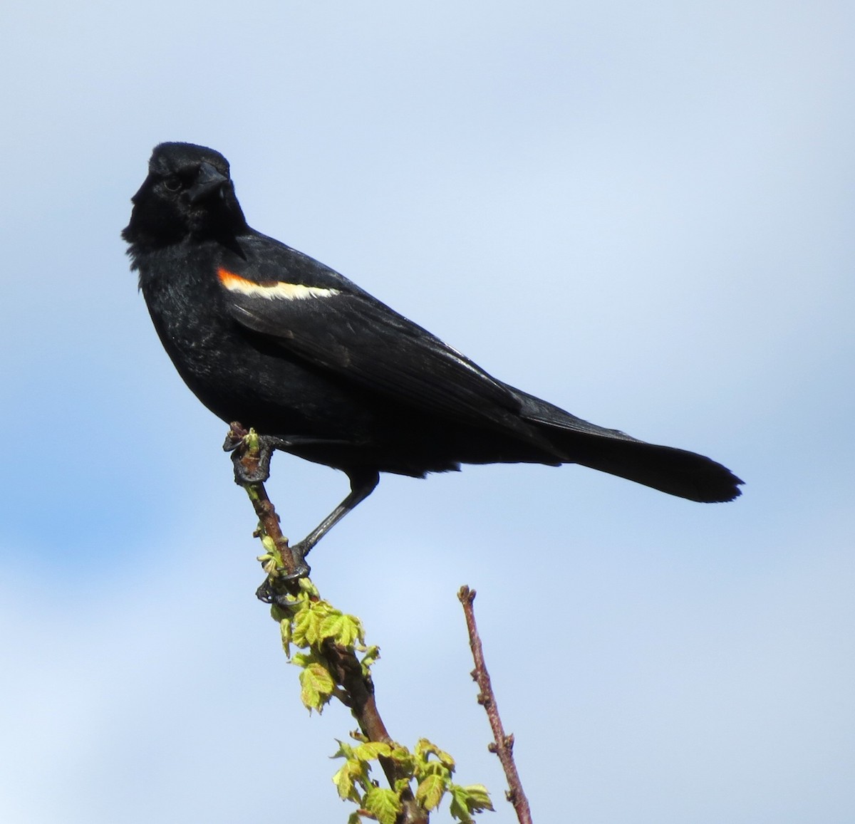 Red-winged Blackbird - ML619734374