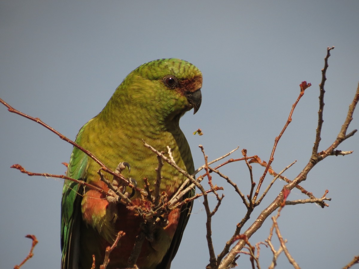 Conure magellanique - ML619734378