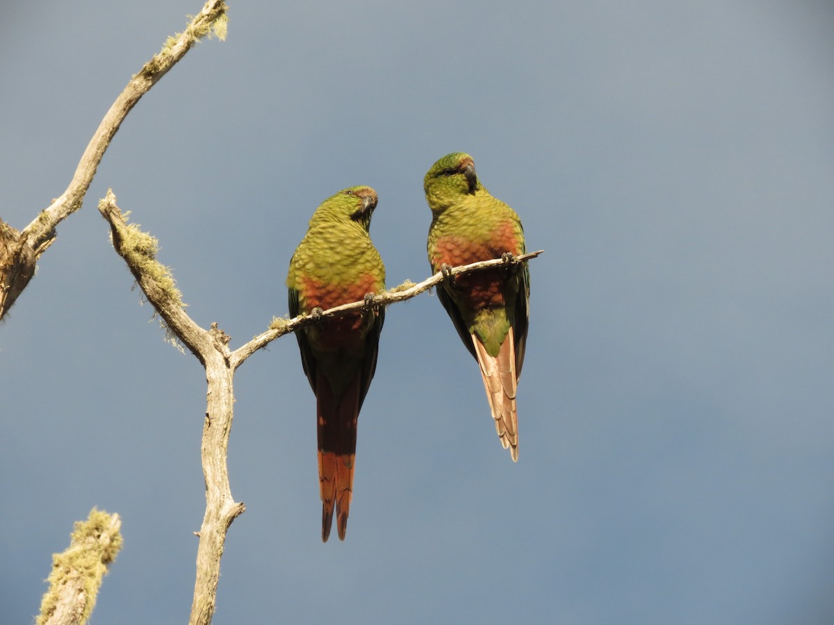 Conure magellanique - ML619734379