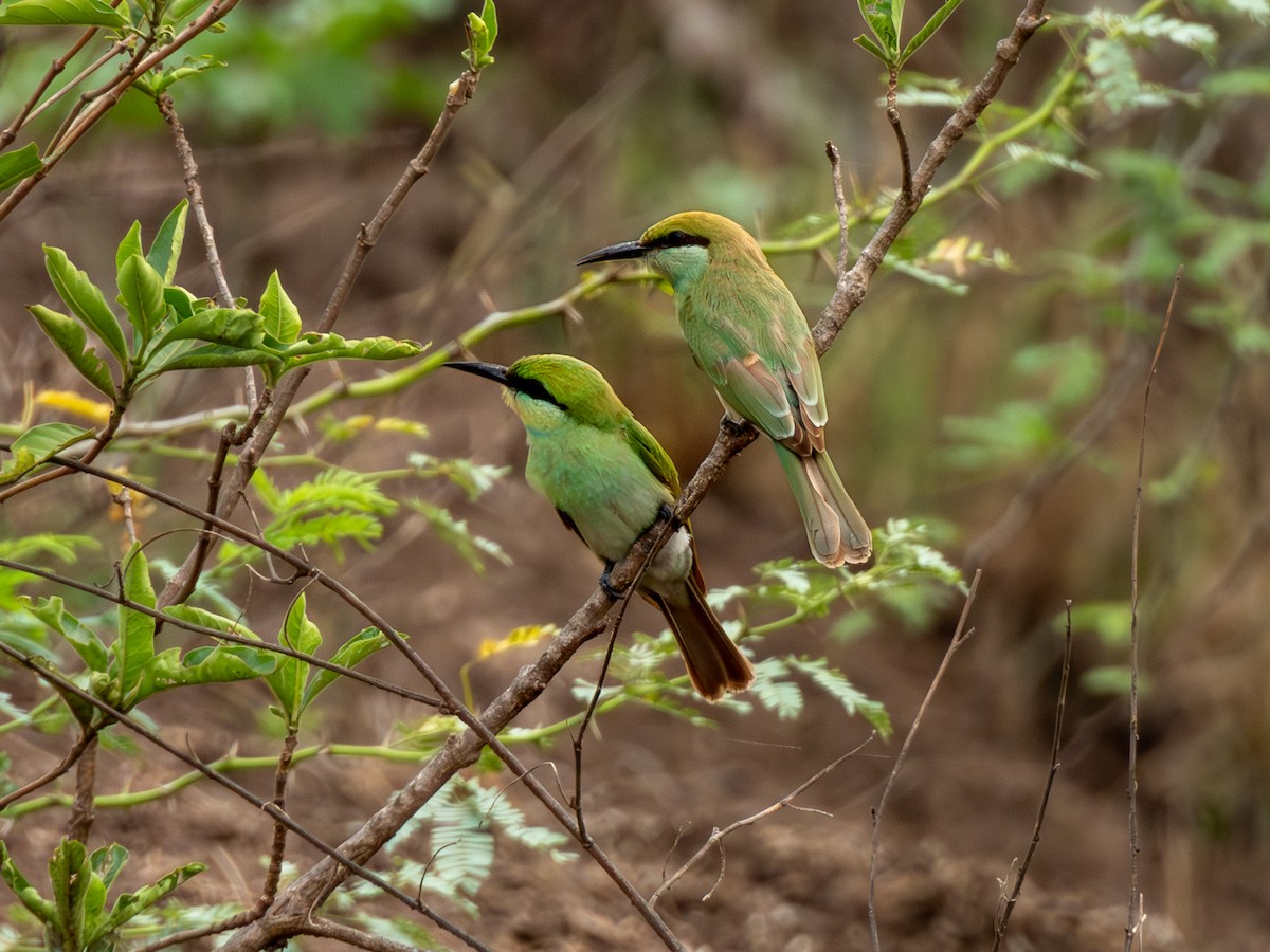 Asian Green Bee-eater - ML619734385