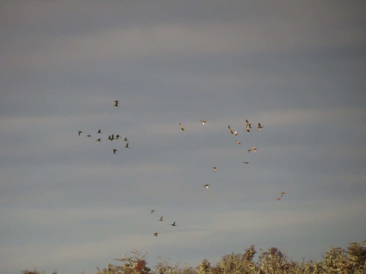 Austral Parakeet - ML619734388