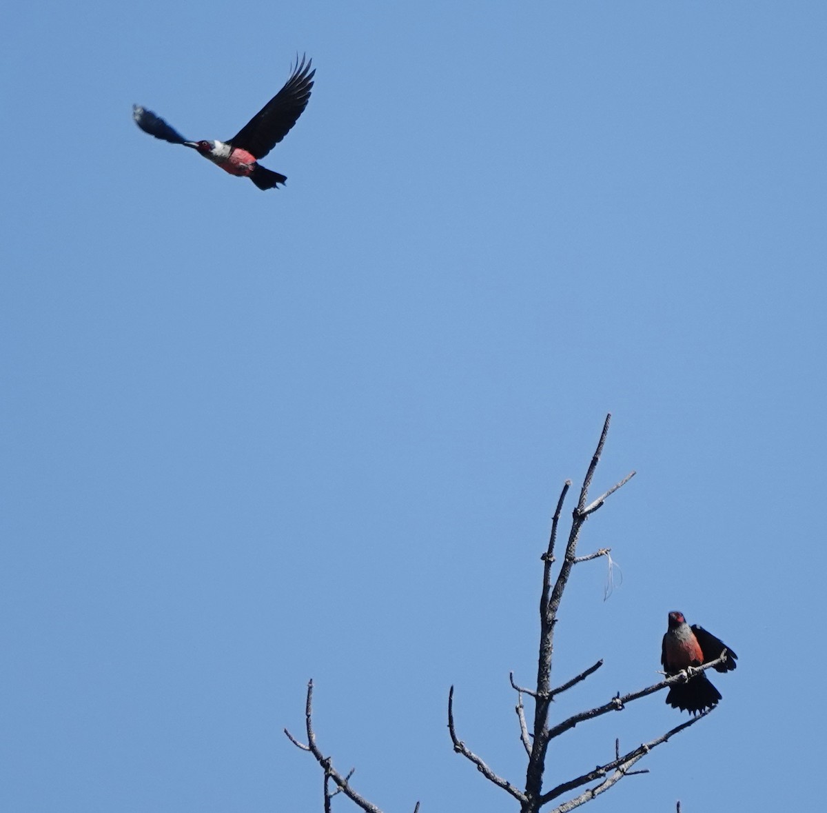 Lewis's Woodpecker - ML619734408