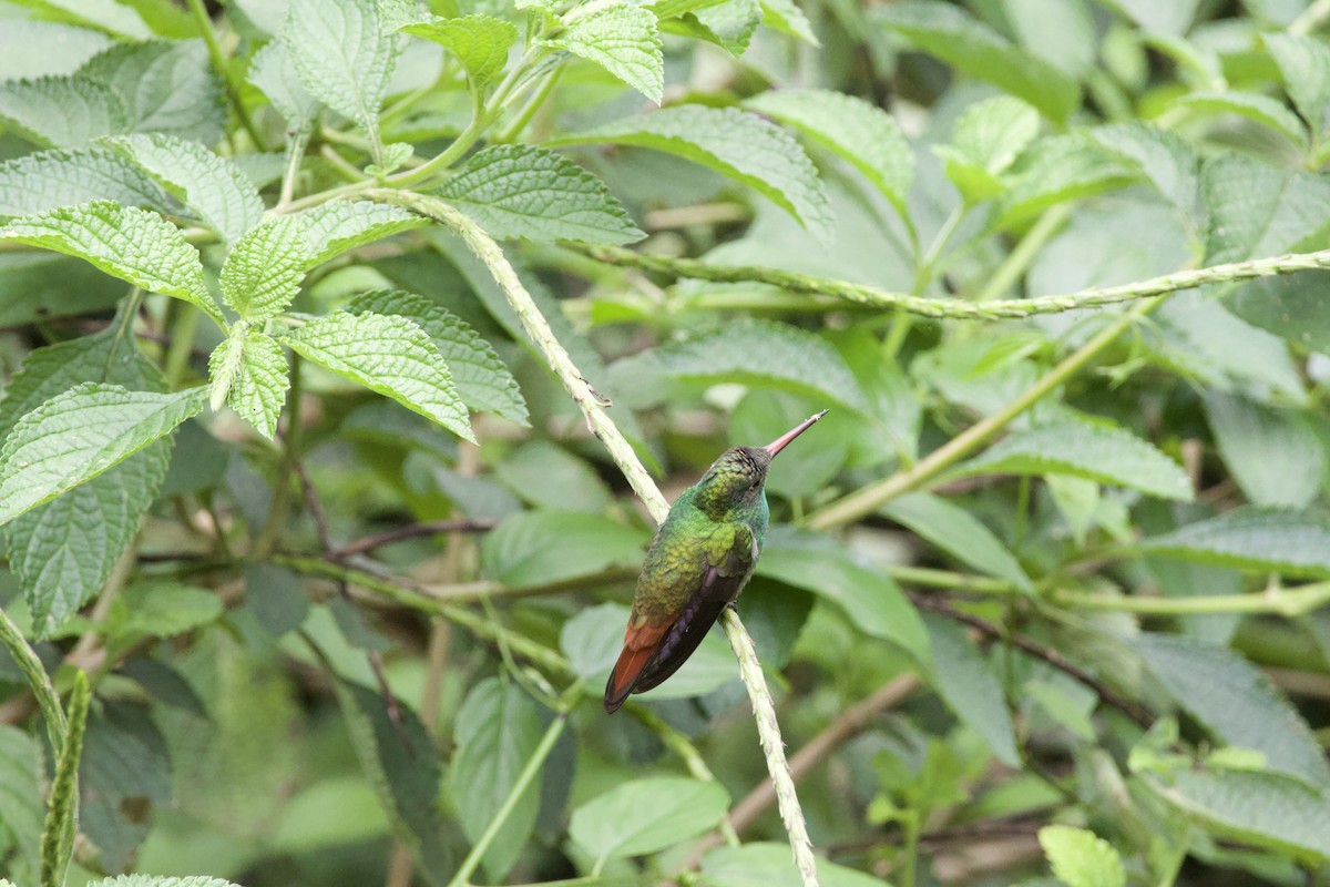 Rufous-tailed Hummingbird - ML619734463