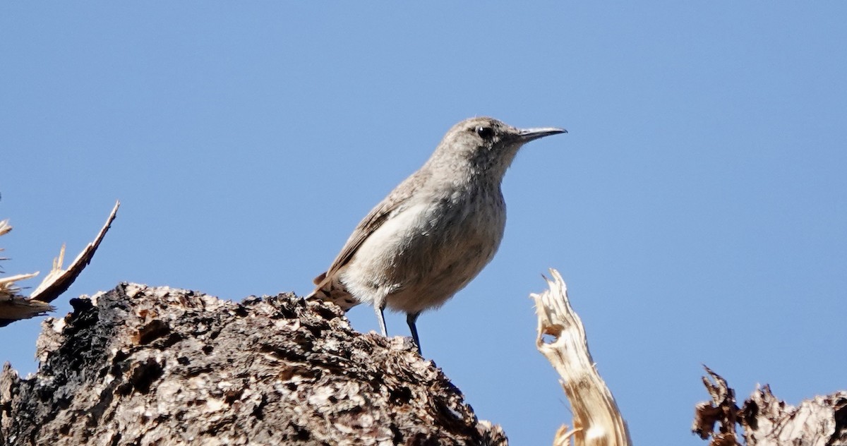 Rock Wren - ML619734485