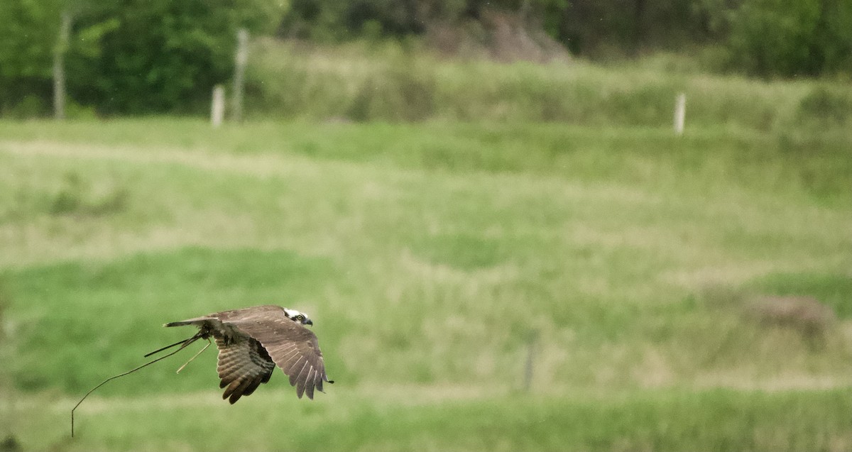 Osprey - ML619734498