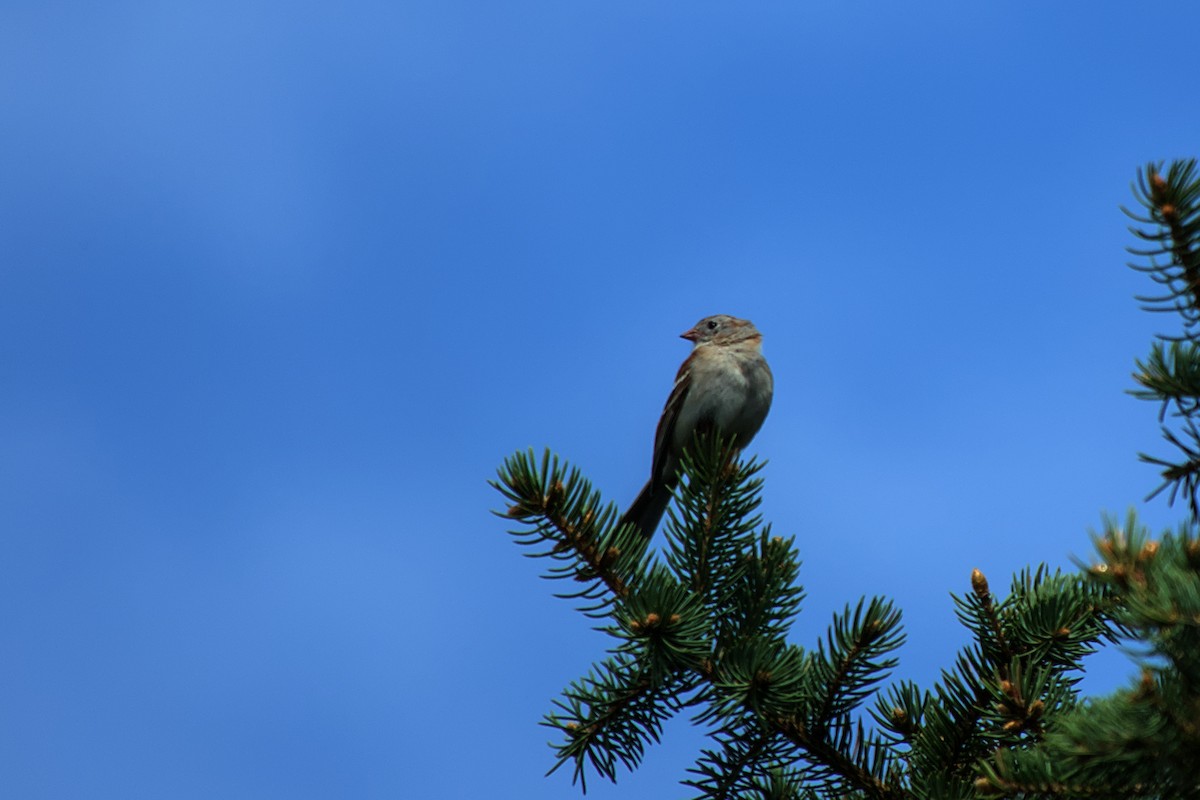 Field Sparrow - ML619734514