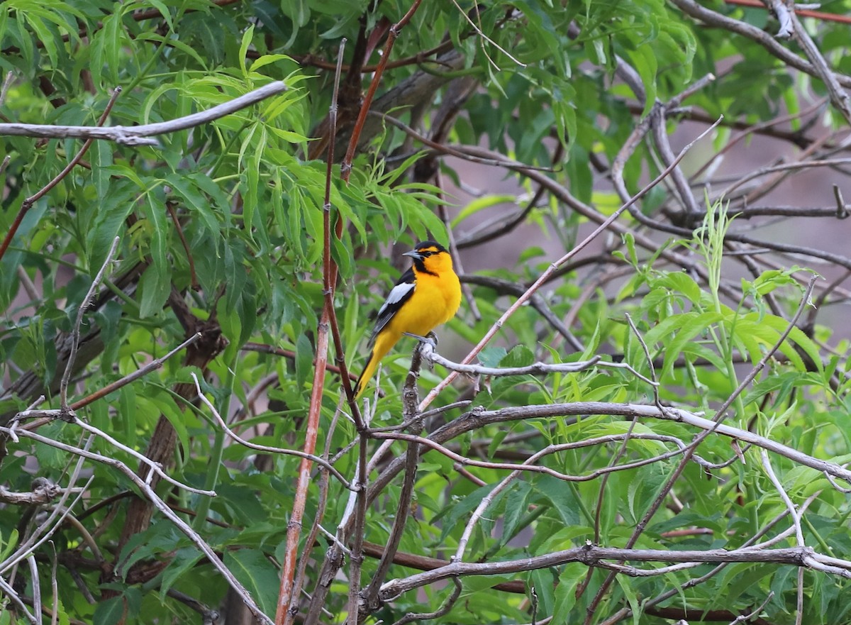 Bullock's Oriole - ML619734526