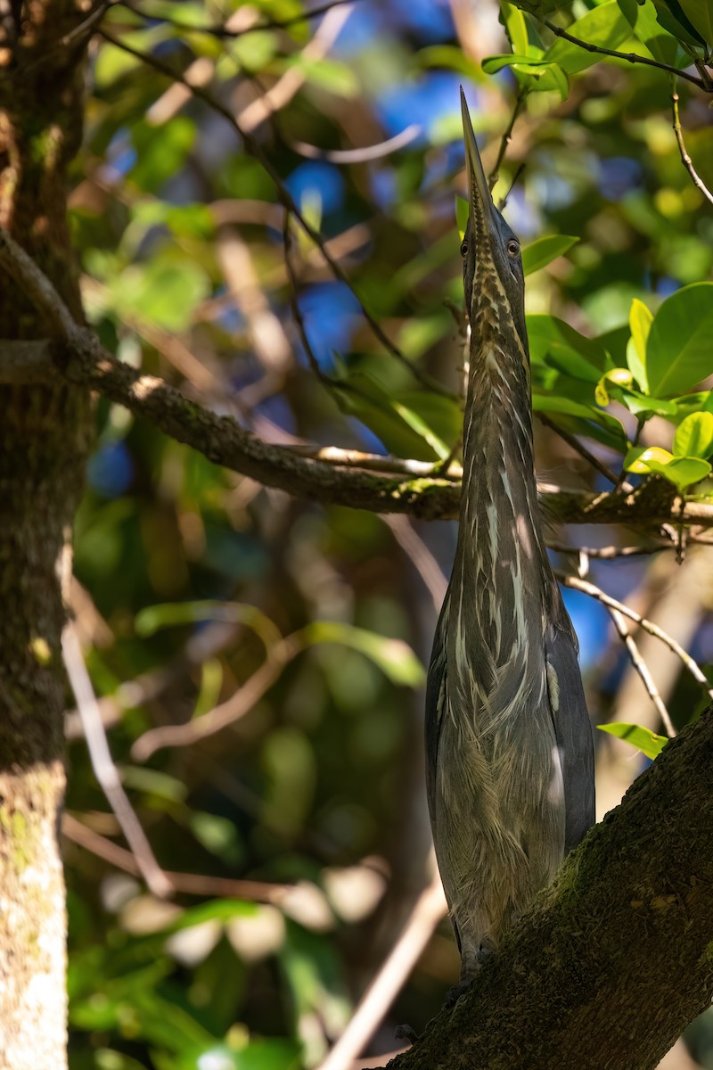 Black Bittern - ML619734559