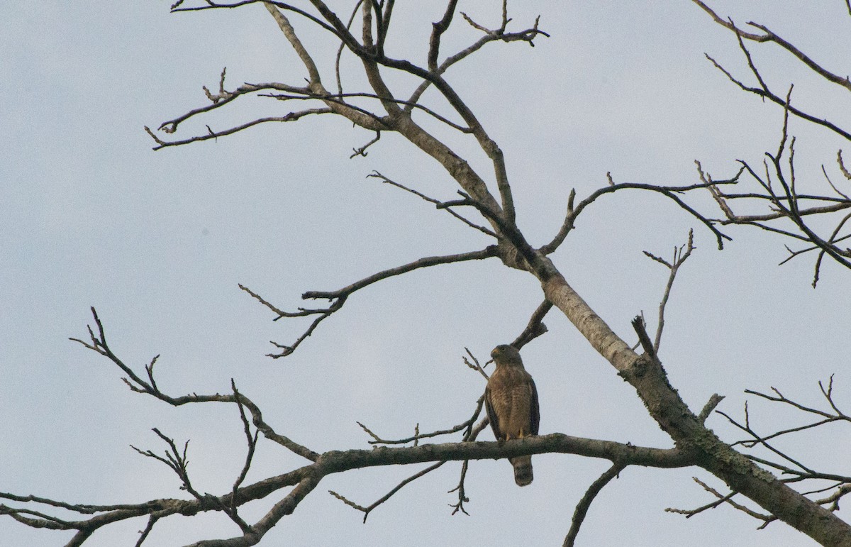 Roadside Hawk - ML619734567