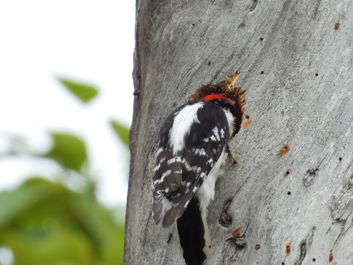 Downy Woodpecker - ML619734614