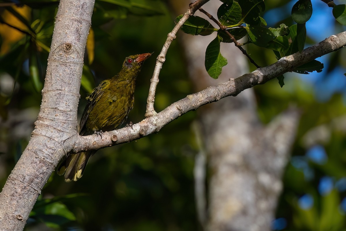 Green Oriole - ML619734625