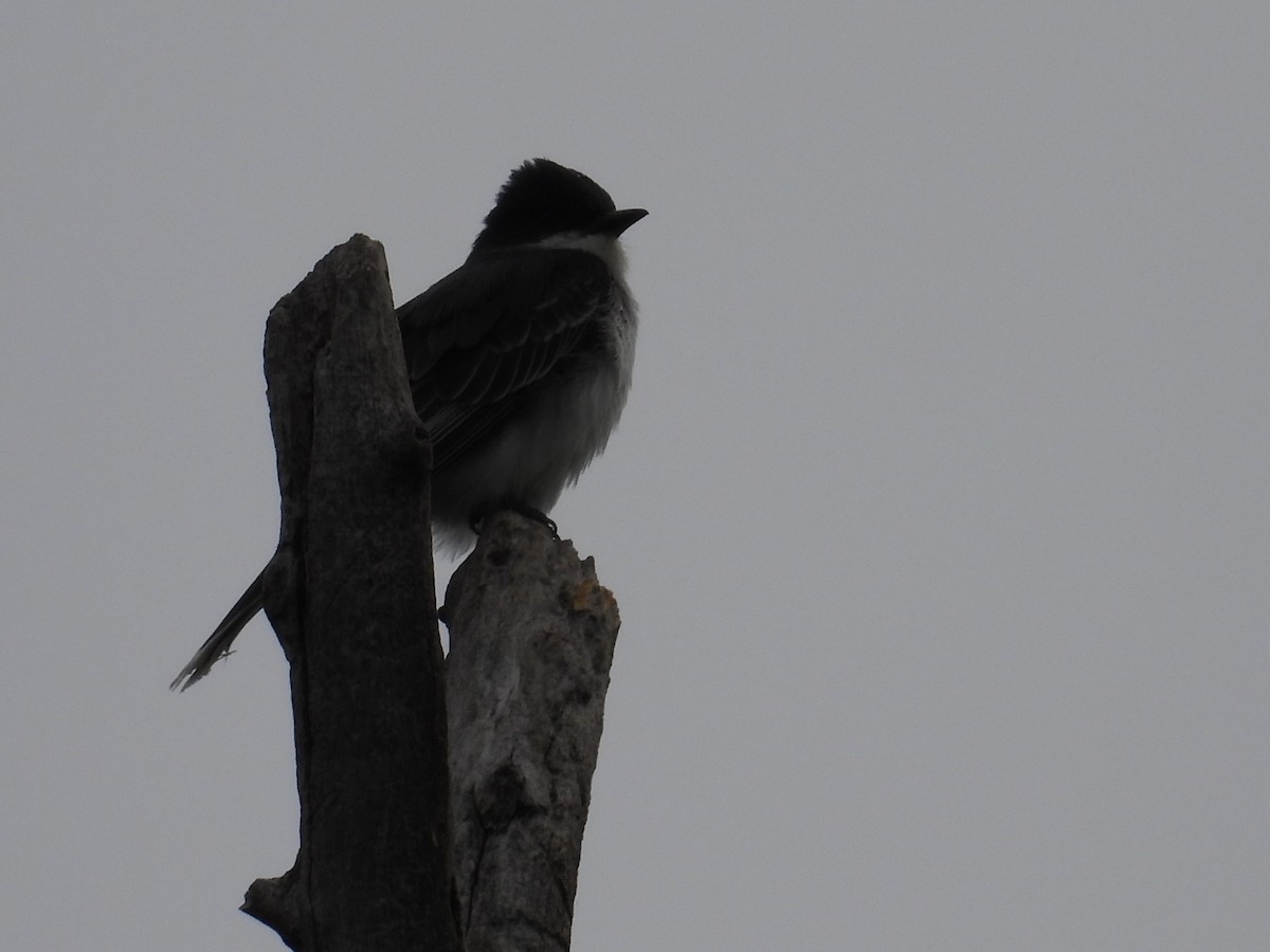 Eastern Kingbird - ML619734630