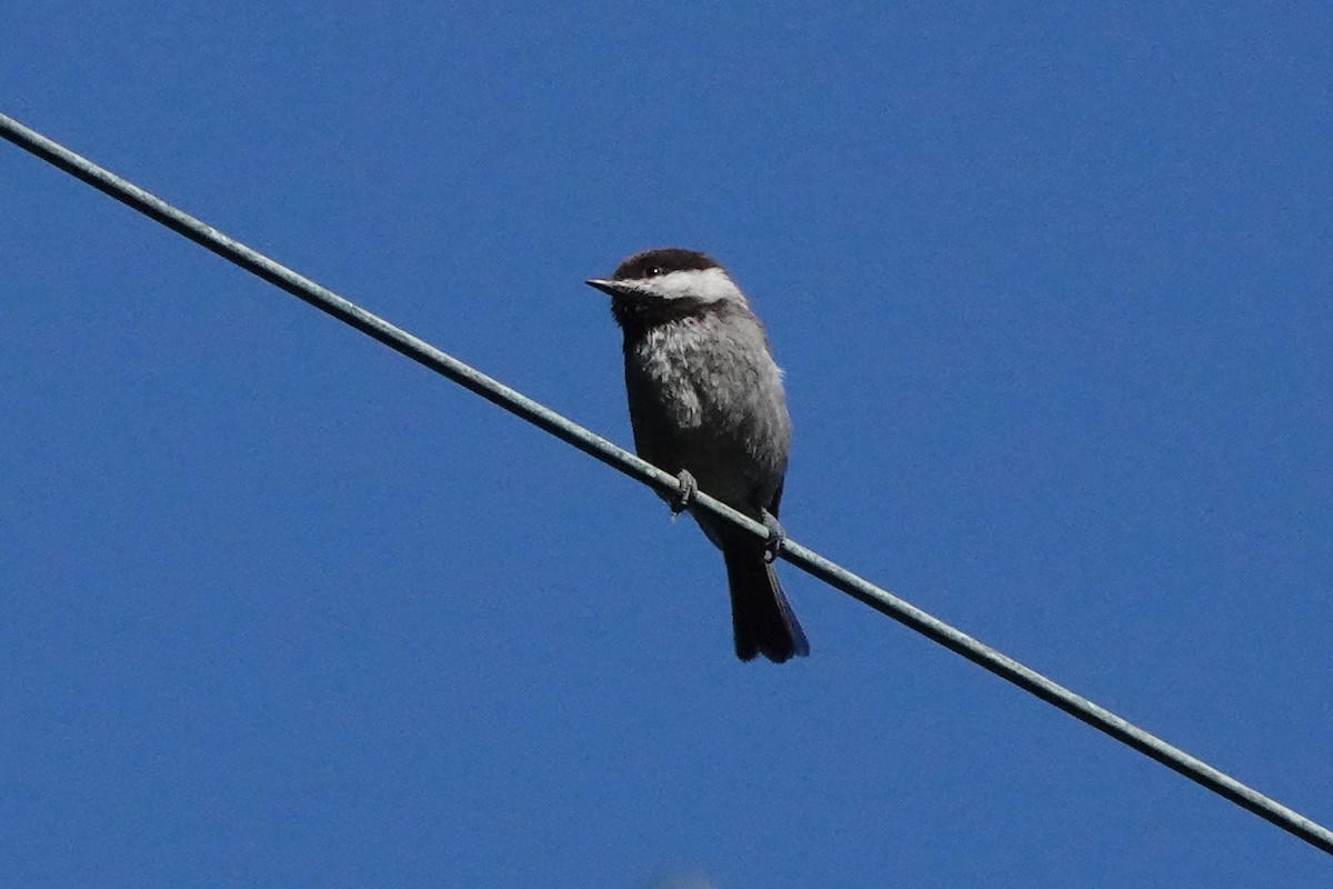 Mésange à dos marron - ML619734632