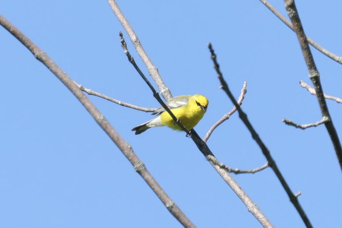 Paruline à ailes bleues - ML619734635