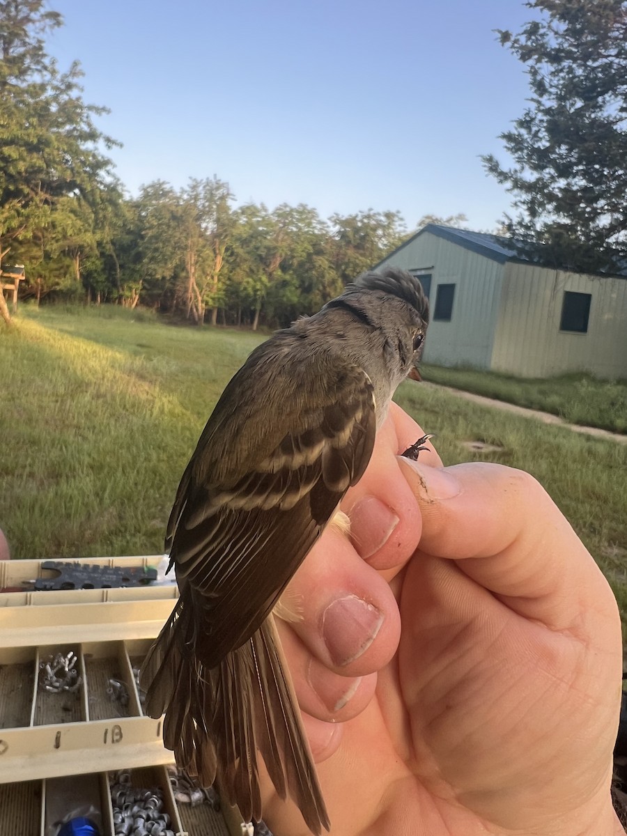 Willow Flycatcher - ML619734645