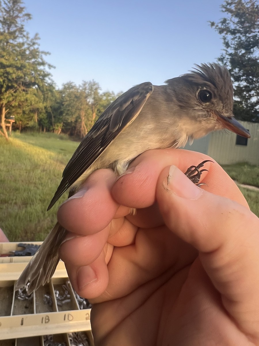 Willow Flycatcher - ML619734646