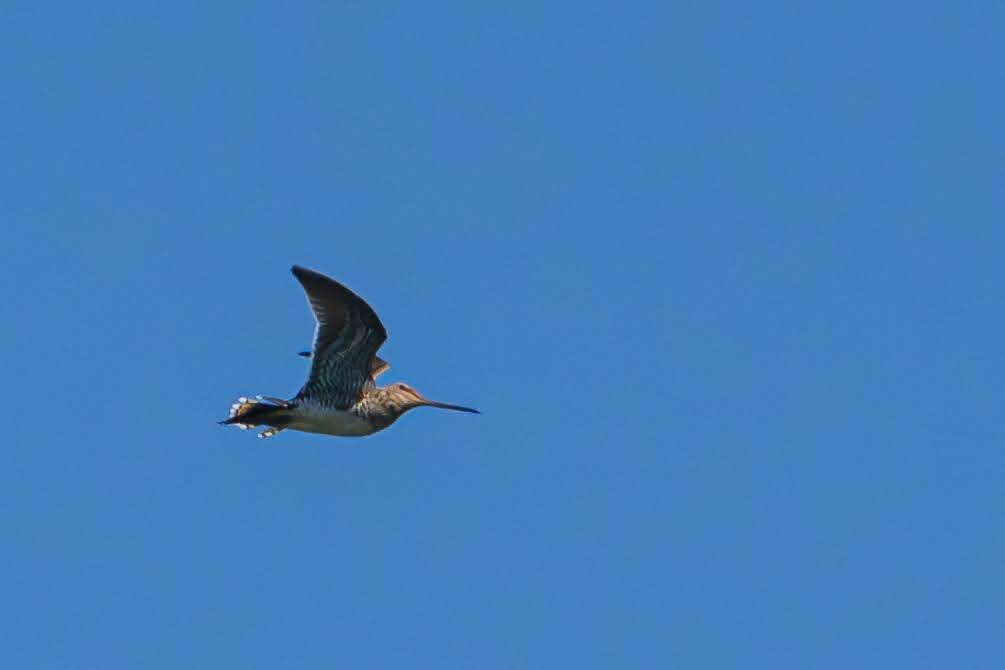 Common Snipe - ML619734650